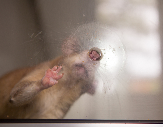 briana_marie_rats_trained_to_detect_tuberculosis